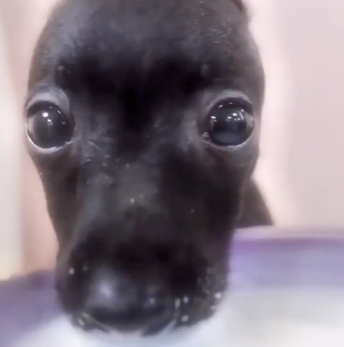 Yorbo, an almost-black horse, photographed extremely close to the camera with enormous glossy eyes and a motionless, slightly concerned expression.